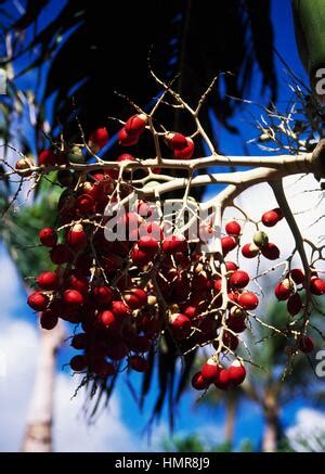 royal palm fruit (Roystonea regia Stock Photo: 51160291 - Alamy