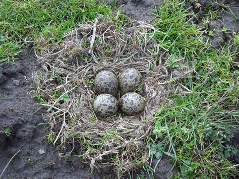 Caldertop Cottage Nature Diary: Lapwing Nest