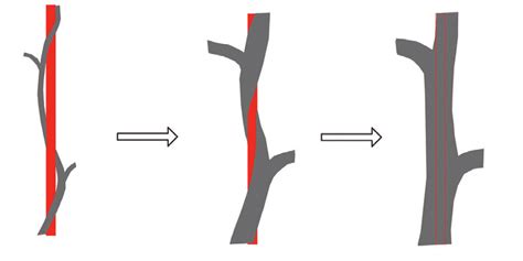 | Inosculation process of the shoot tip and the pole (credit: L. Höpfl ...