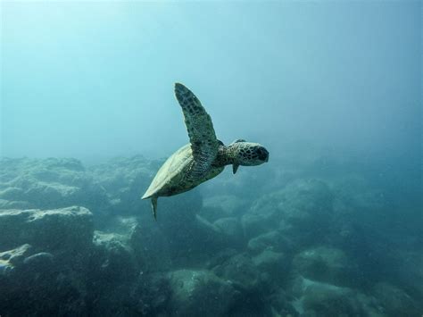 Sea Turtle Nesting at Carolina Beach | Victory Beach Vacations