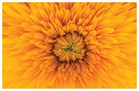 30 Types of Yellow Flowers - FTD.com