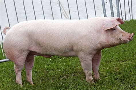 British Landrace - British Pig Association