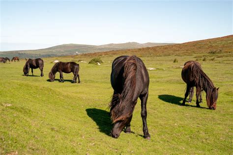 31 EPIC things to do in Devon, England: the ultimate England staycation!