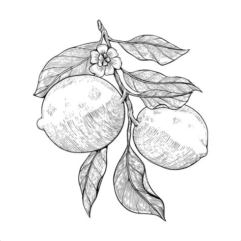 Premium Vector | Olive and lemon tree engraving sketch illustrations