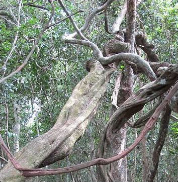 Lianas In The Tropical Rainforest