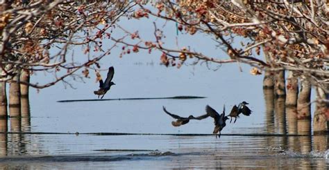 Department of Fish and Wildlife testing for botulism in birds at Tulare Lake