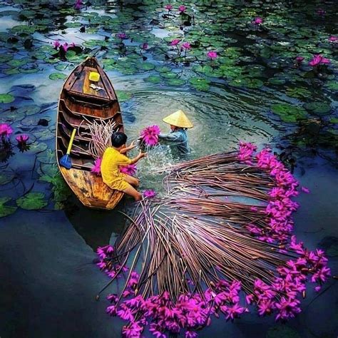 In Photo: Water Lily Harvest in Vietnamese Southwest Region | Vietnam Times