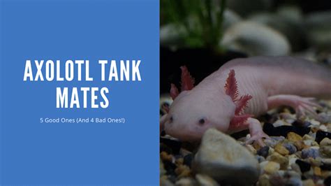 Axolotl Tank Mates - 5 Suitable (and 4 Bad Ones!) - AquariumStoreDepot