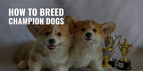 How To Breed Champion Dogs – Genetics, Goal, Breed Standard & FAQ