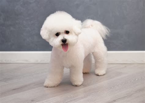 Do Bichon Frise Dogs Smell