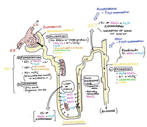 Nephron Diagram Blank