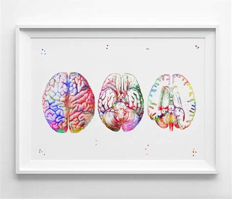 Human Brain Print Watercolor Anatomy Brain Seccion Art Print Human ...