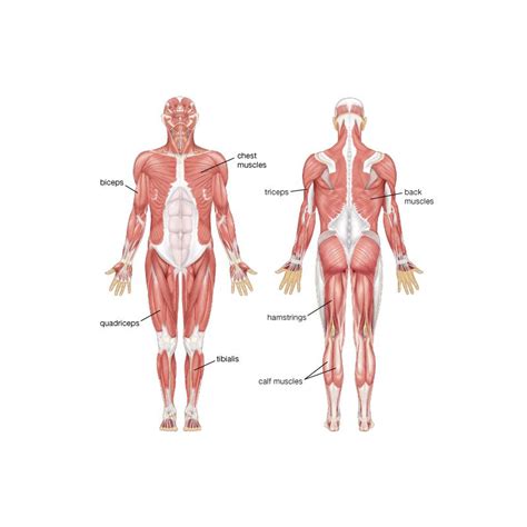 Muscles Of The Quadriceps And Hamstrings