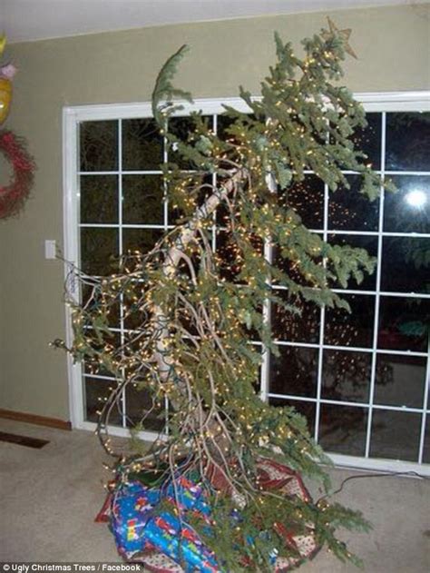 Awful Christmas trees are pine-ful to look at | Daily Mail Online