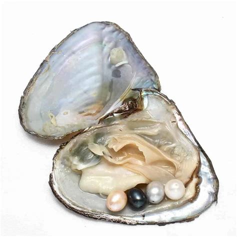 feshwater pearls in oyster for pearl party,4 color,8-9mm Rice shape - FromOcean.com