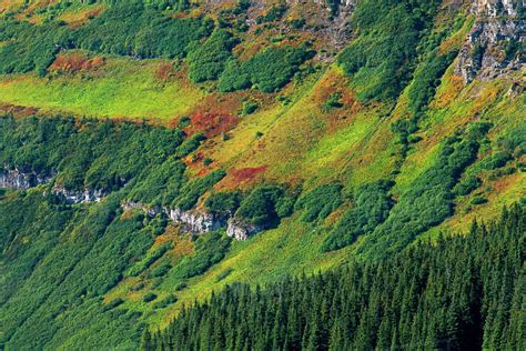 Canada, Alberta, Waterton Lakes National Park. Alpine vegetation on mountain slope. - Stock ...