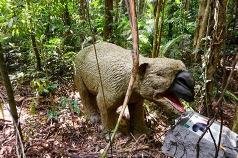 ‘Giant wombat’ fossil discovery in Australia leaves vital clues of life 40,000 years ago | South ...