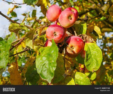 Red Apples On Tree Image & Photo (Free Trial) | Bigstock