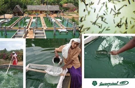 Spirulina - Nutrition of the future for the city of the future | Auroville