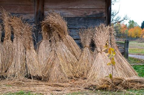 Sheaves of wheat stock photo. Image of wooden, background - 16750944