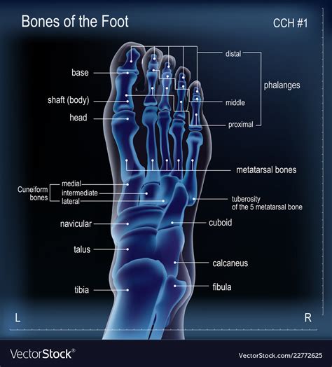 X ray of bones the of foot Royalty Free Vector Image