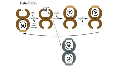 | The paradigmatic chaperonin GroES/GroEL reaction cycle. The gray... | Download Scientific Diagram