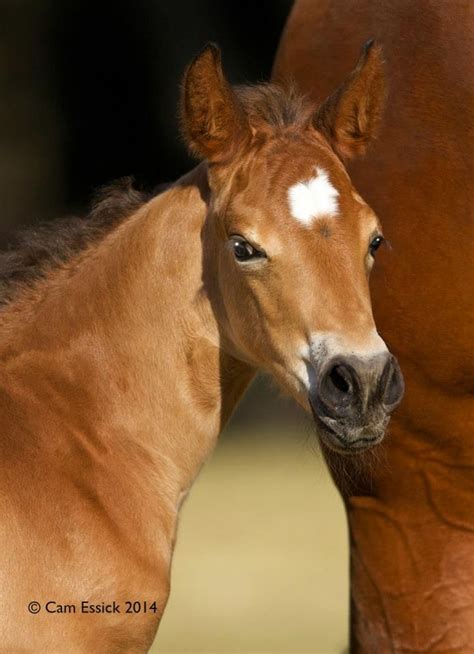 Beautiful face on this quarter horse foal | Quarter horse, Horses ...