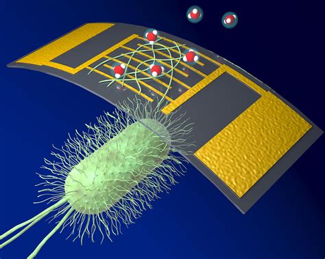 New Bioelectronic Chemical Sensor Uses Protein Nanowires for Superior ...