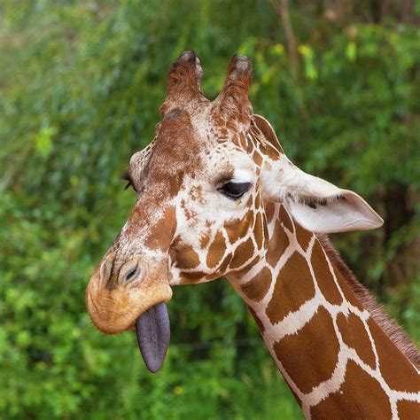 Why Do Giraffes Have Black Or Purple Tongues – Warehouse of Ideas