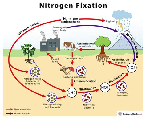 Nitrogen Fixation: Definition, Process, Example & Equation