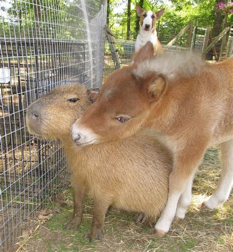 Capybara Is Introduced To Other Animals At Sanctuary, They Instantly Fall In Love With Her ...