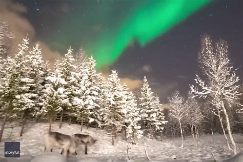 Winter Wonderland: Aurora Borealis Shimmers Above Grazing Reindeer