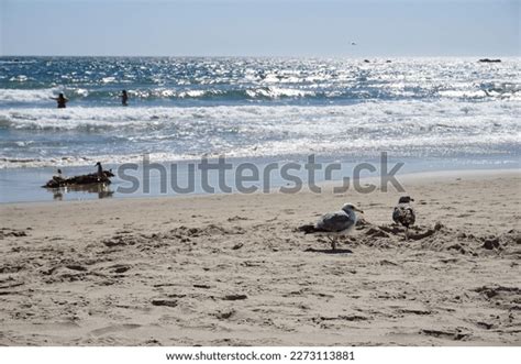 127 Seabirds Bathe On The Beach Images, Stock Photos & Vectors ...