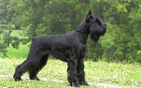 Giant Schnauzer | Dog Breed Information & Facts – Pictures | Pets Feed