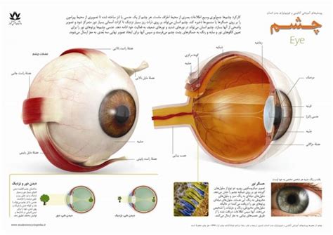 پوستر آموزشی آناتومی چشم انسان « پوسترهای آموزشی دانشنامه دانش‌آموز