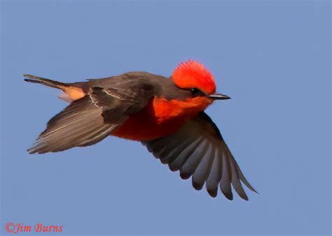 Vermilion Flycatcher