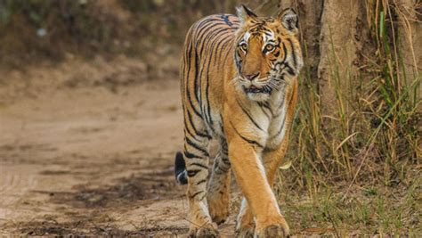 Fact check: Are Tigers eating elephants in Corbett National Park? - Oneindia News