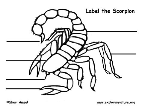 Scorpion Diagram