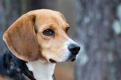 Floppy Eared Beagle Dog Profile Stock Photo - Image of bulldog, hound: 83227594