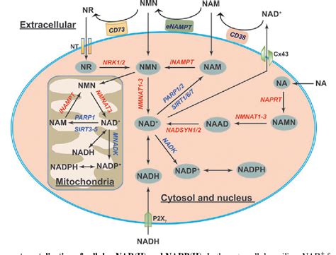 Figure 4 from NAD(H) and NADP(H) Redox Couples and Cellular Energy Metabolism. | Semantic Scholar