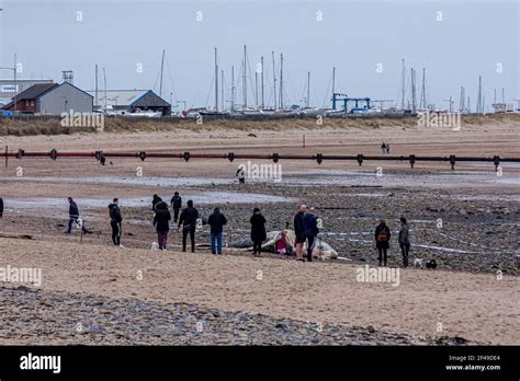 Whale rescue beach hi-res stock photography and images - Alamy