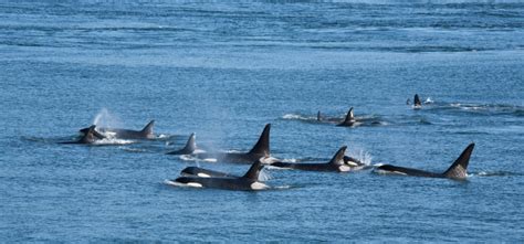 20 Killer Whale Facts About Orcas - Fact Animal