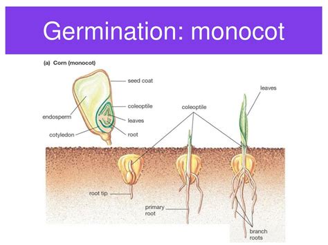 PPT - Fruits and Seeds PowerPoint Presentation, free download - ID:1277636