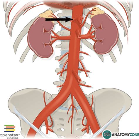 Common Hepatic Artery - AnatomyZone