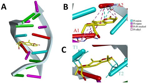 (A) Model of the cross-linkage between psoralen and DNA. (B) Adenine... | Download Scientific ...