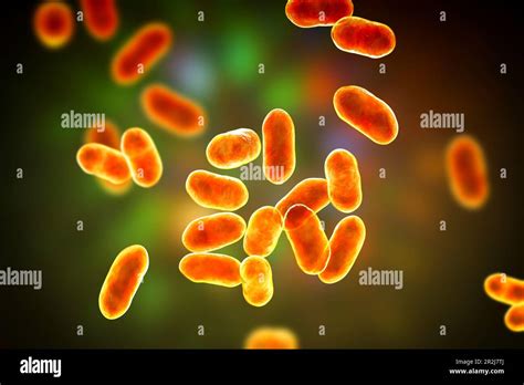 Prevotella bacteria, illustration Stock Photo - Alamy