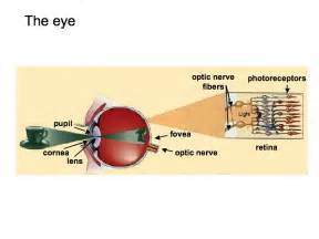 Perception Lecture Notes: The Eye