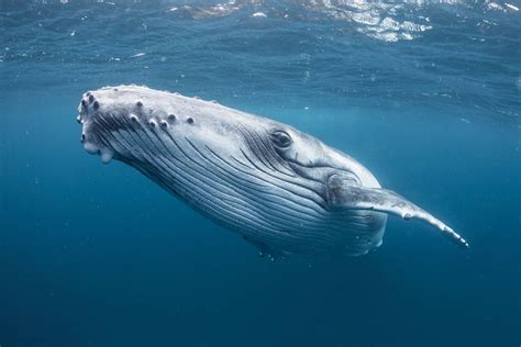 This is how whales get to be so huge -- and what limits them from being ...