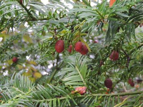 Cephalotaxus harringtonia (Cephalotaxaceae) image 43163 at ...