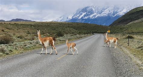 What Do Guanacos Eat?